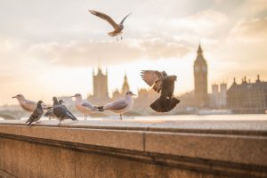 Lire la suite à propos de l’article Pourquoi et comment repousser les pigeons d’un balcon ?
