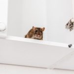 Comment se débarrasser des rats efficacement ?
