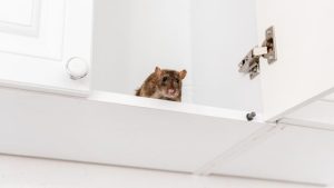 Lire la suite à propos de l’article Comment se débarrasser des rats efficacement ?
