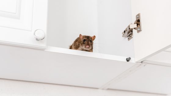 comment se débarrasser des rats - un rat dans un placard de cuisine
