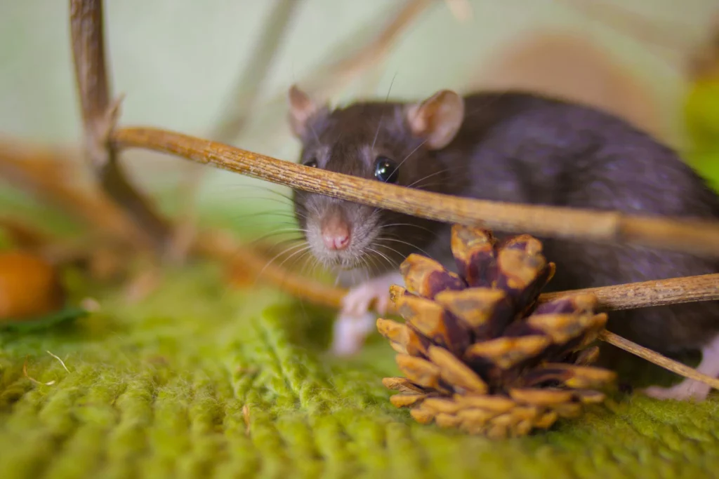 Actions préventives contre les rats dans le cadre de l'hygiène 3D