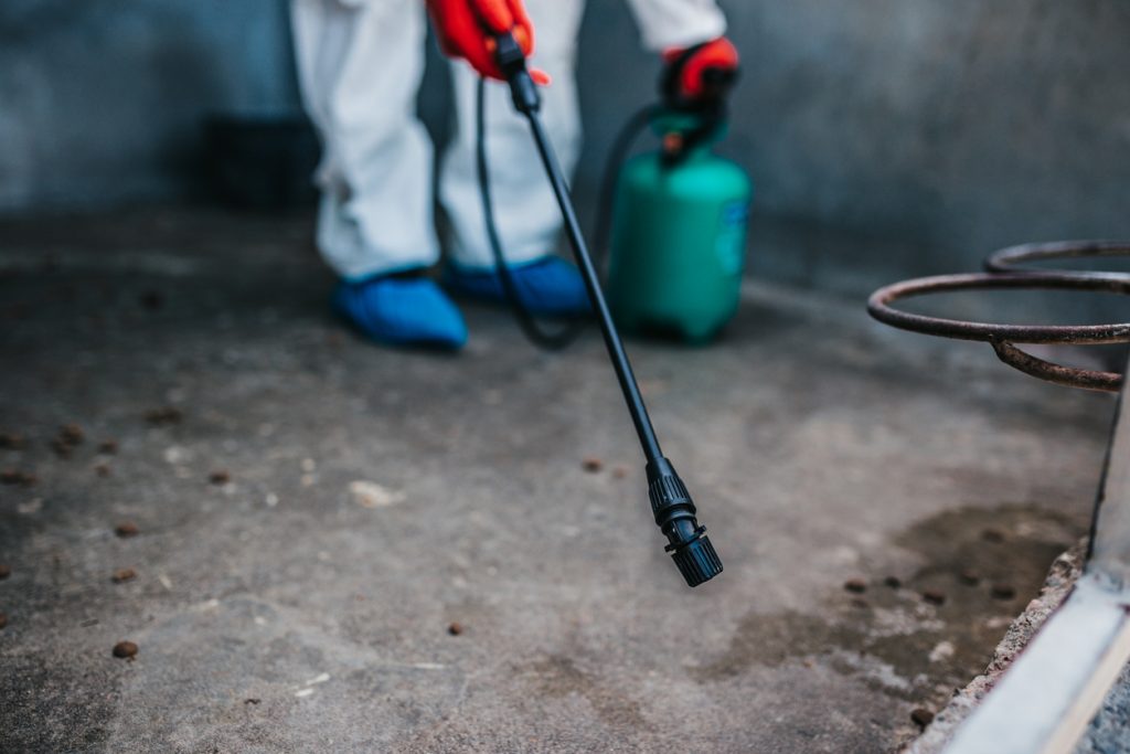 Rodenticides : Guide des produits et des pratiques pour une lutte anti-nuisible efficace