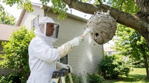 Lire la suite à propos de l’article Destruction nid frelon : guide technique et tarifs 2026