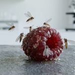 Que mangent les moucherons : identifier leurs sources