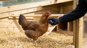 Une main gantée utilisant un appareil de diagnostic près du cou d'une poule rousse dans un poulailler en bois.